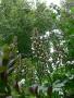 acanthus