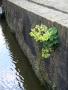 Bolsward