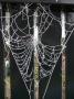 spinneweb