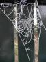 spinneweb