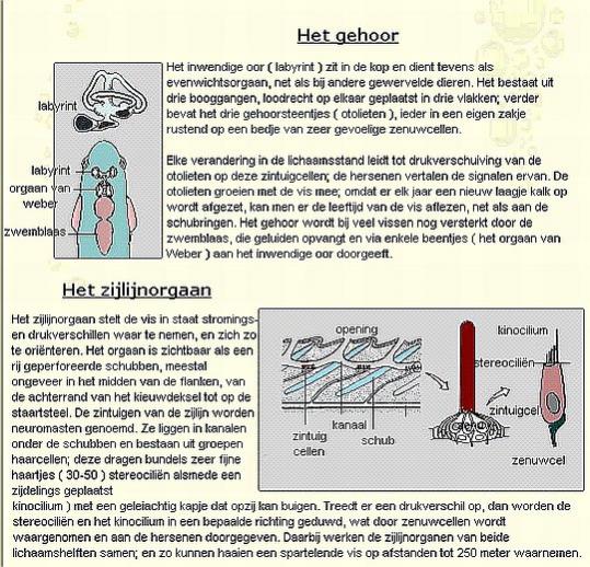 visse-oren en zijlijn