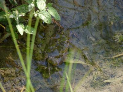 Potamon fluviatile