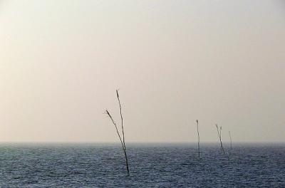 palen in de waddenzee