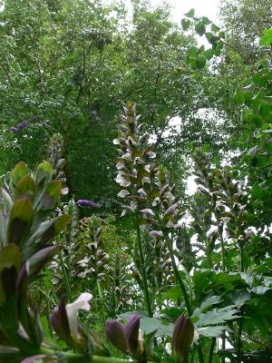 acanthus