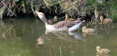 de ganse familie