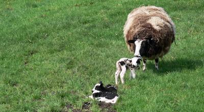 lammetjes!