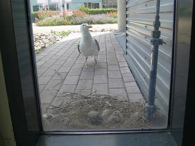 nest