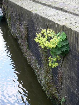 Bolsward