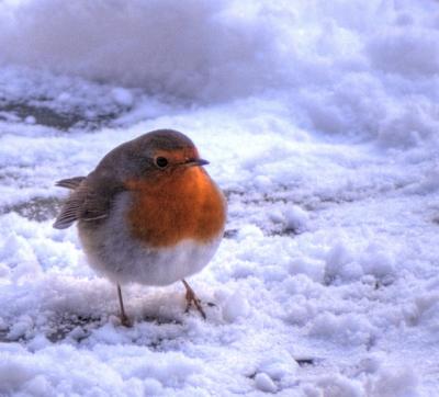 roodborst