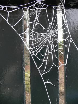 spinneweb