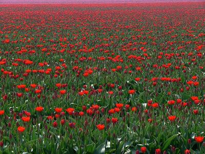 tulpen