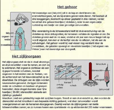 visse-oren en zijlijn