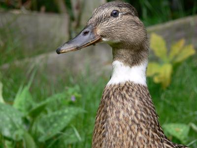 watervogel